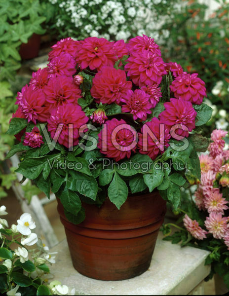 Dahlia pink Dahlia pink