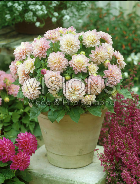 Dahlia roze Dahlia roze