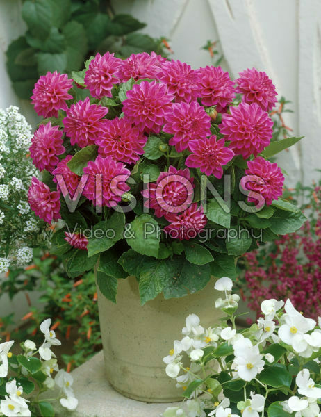 Dahlia Dahlia