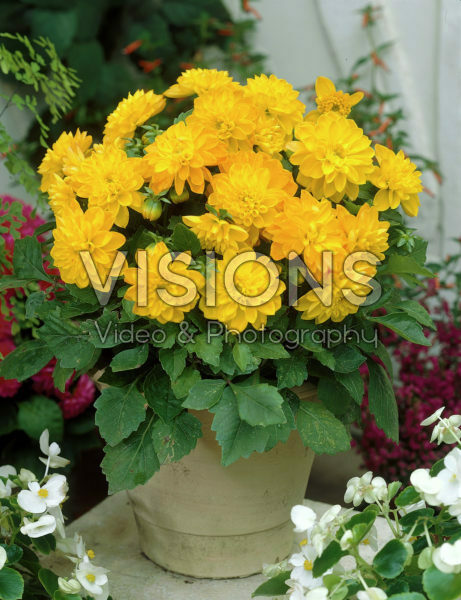 Dahlia geel Dahlia geel