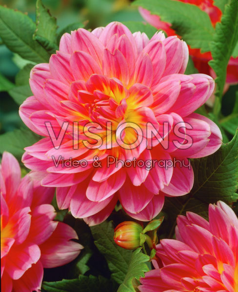 Dahlia bicolour Dahlia bicolour