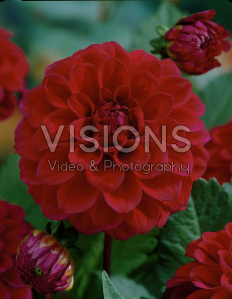 Dahlia red Dahlia red