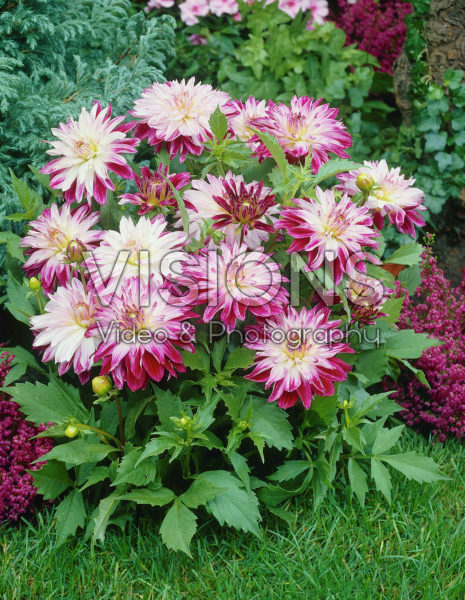 Dahlia bicolour Dahlia bicolour