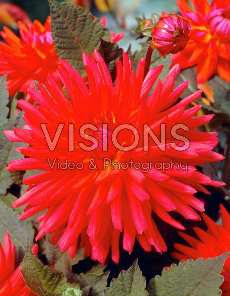 Dahlia orange/red Dahlia orange/red