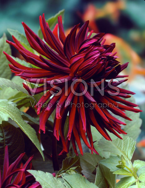 Dahlia burgundy Dahlia burgundy