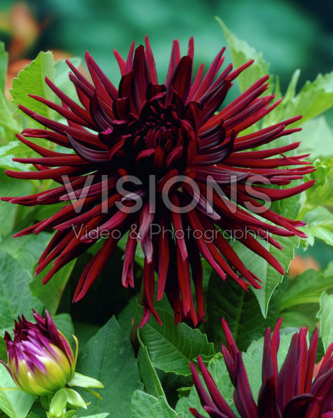 Dahlia burgundy Dahlia burgundy