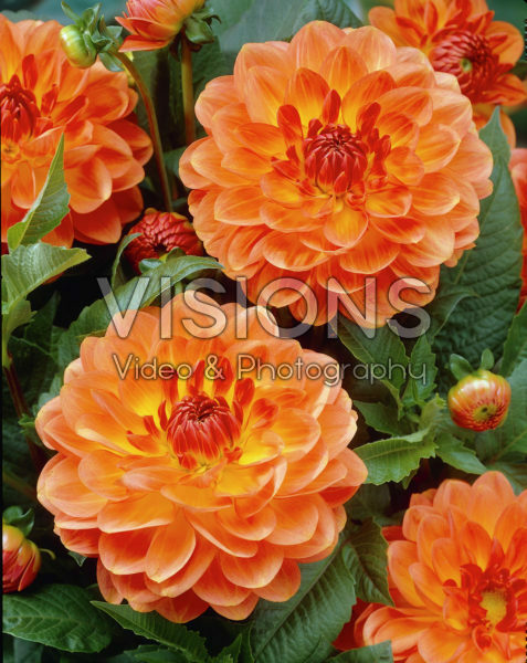 Dahlia orange Dahlia orange