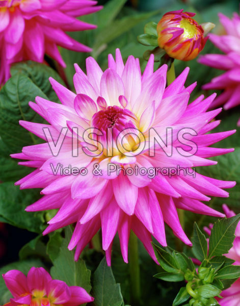 Dahlia roze Dahlia roze