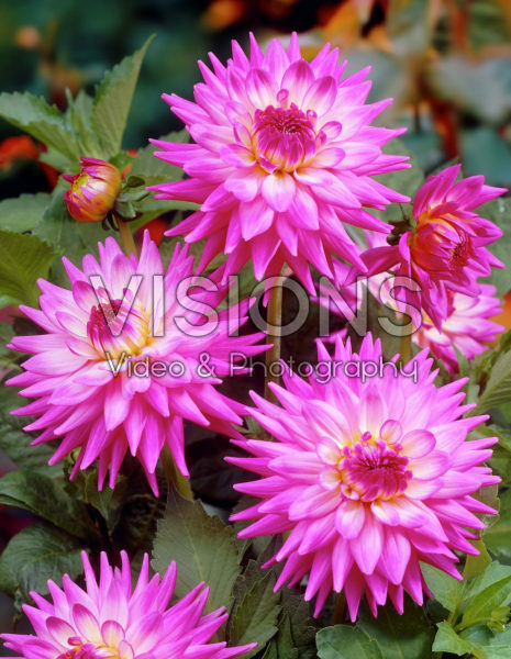 Dahlia roze Dahlia roze