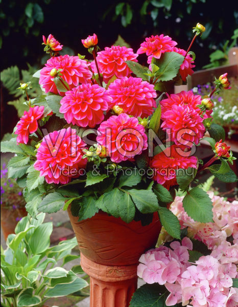 Dahlia crimson/roze Dahlia crimson/roze