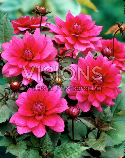 Dahlia crimson/roze Dahlia crimson/roze