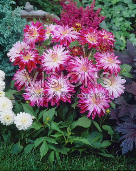 Dahlia bicolour Dahlia bicolour