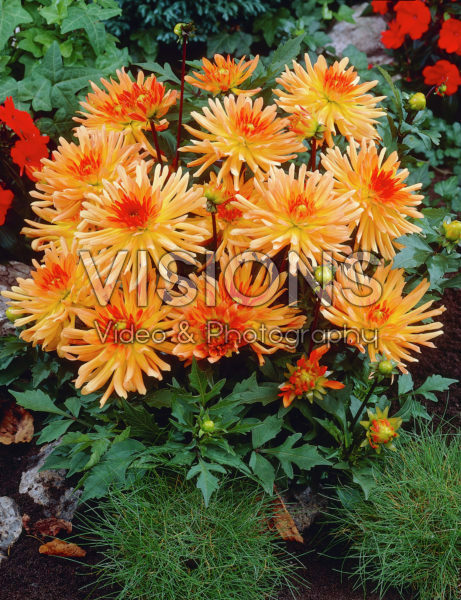 Dahlia orange Dahlia orange