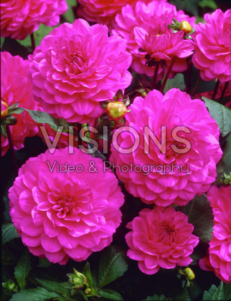 Dahlia mauve Dahlia mauve