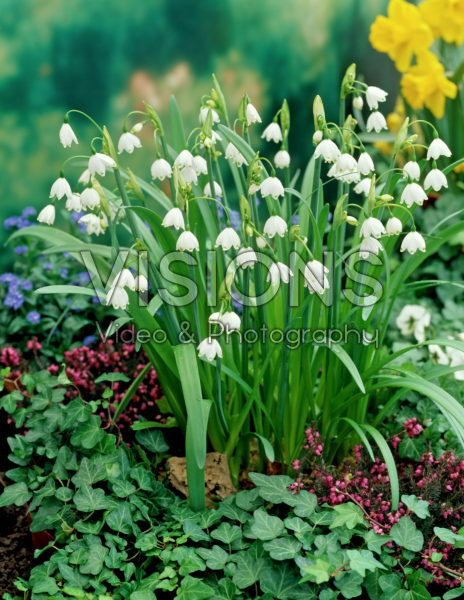 Leucojum aestivum_low