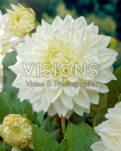 Dahlia White Perfection