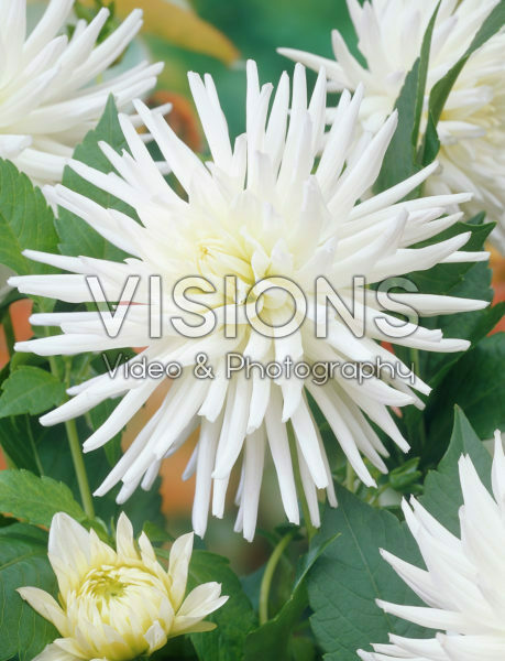 Dahlia White Happiness