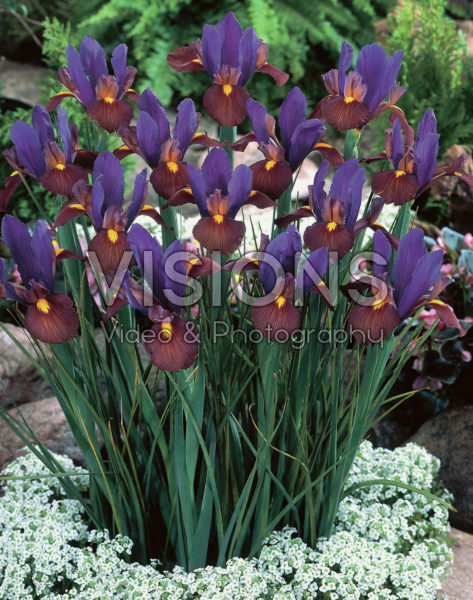 Iris hollandica Eye of the Tiger