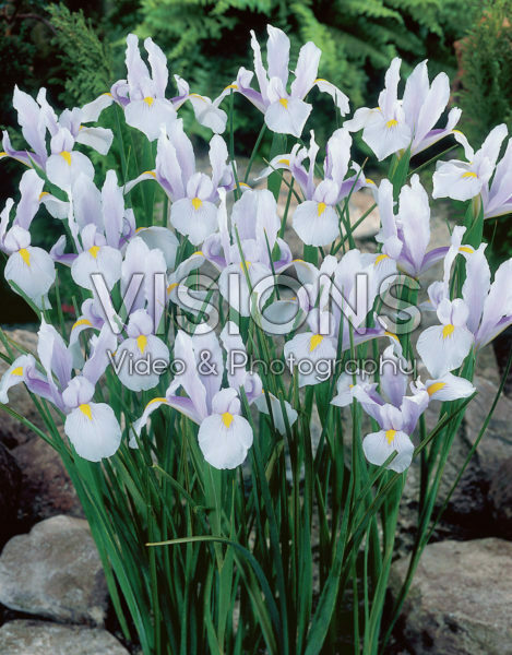 Iris hollandica Carmen