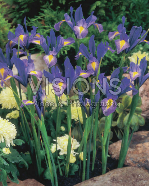 Iris hollandica Sapphire Beauty