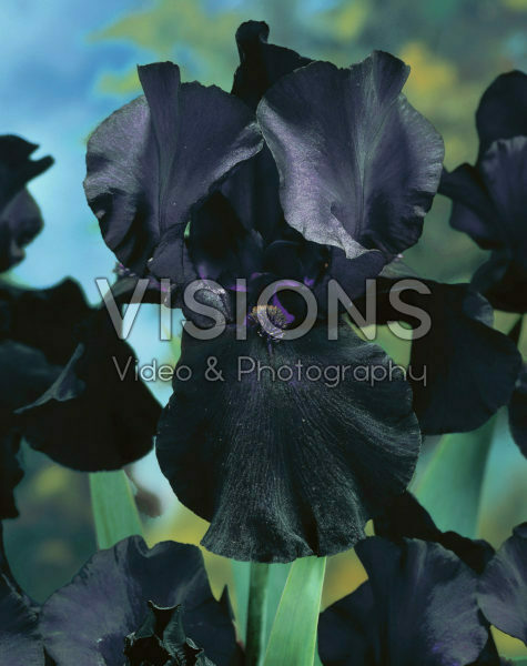 Iris Black Dragon