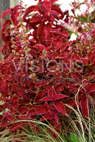 coleus blumei