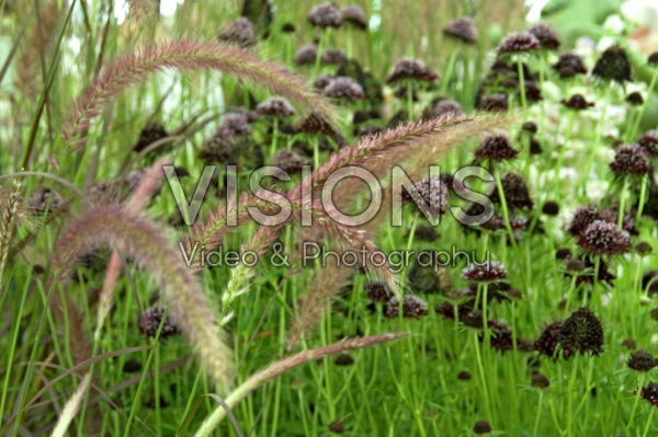 Pennisetum advena Rubrum, Scabiosa atropurpurea Chile Black Pennisetum advena Rubrum, Scabiosa atropurpurea Chile Black