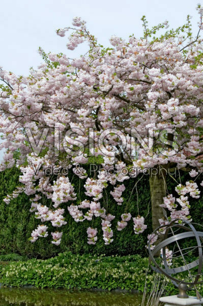 Prunus serrulata Miyako Prunus serrulata Miyako