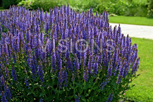 Salvia nemorosa Blauhügel Salvia nemorosa Blauhügel