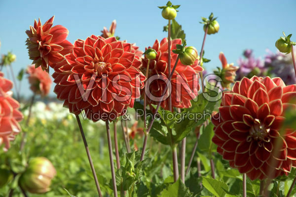 Dahlia Maxime Dahlia Maxime