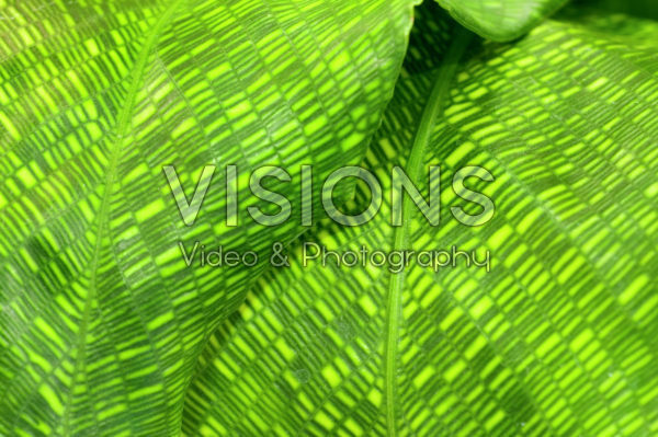 Calathea Network Calathea Network