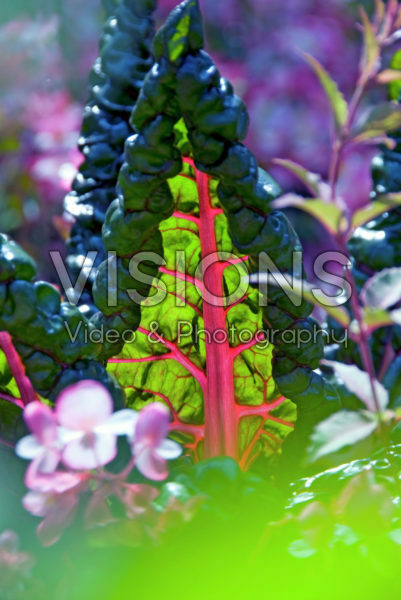 Beta vulgaris Beta vulgaris