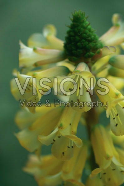 Lachenalia African Beauty Rolina Lachenalia African Beauty Rolina