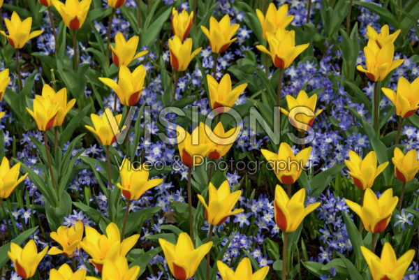 Tulipa Goudstuk Tulipa Goudstuk