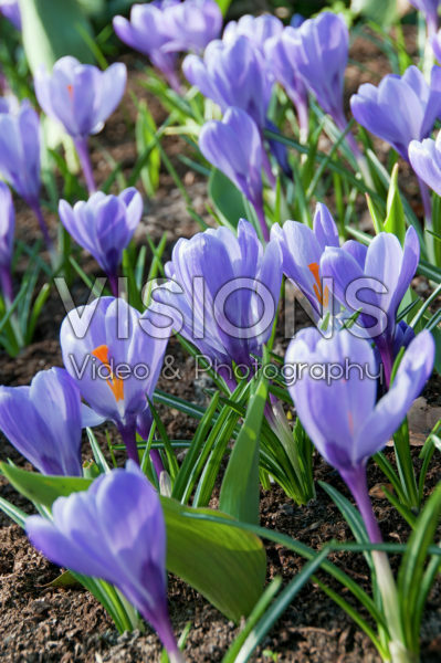 Crocus vernus Queen of the Blues Crocus vernus Queen of the Blues