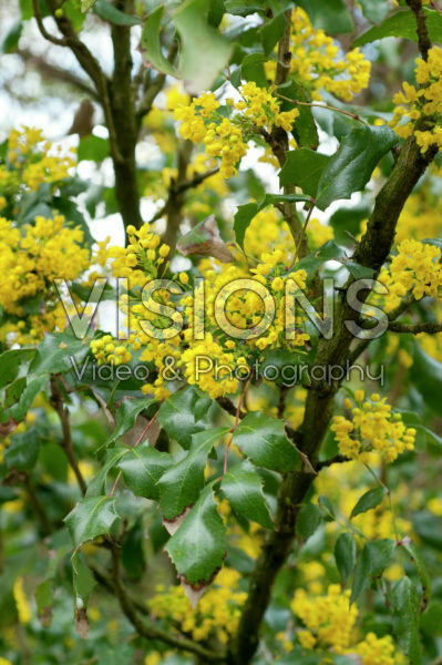 Mahonia aquifolium Undulata Mahonia aquifolium Undulata