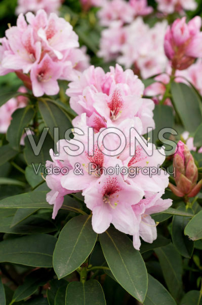 Rhododendron Friede Springer Rhododendron Friede Springer
