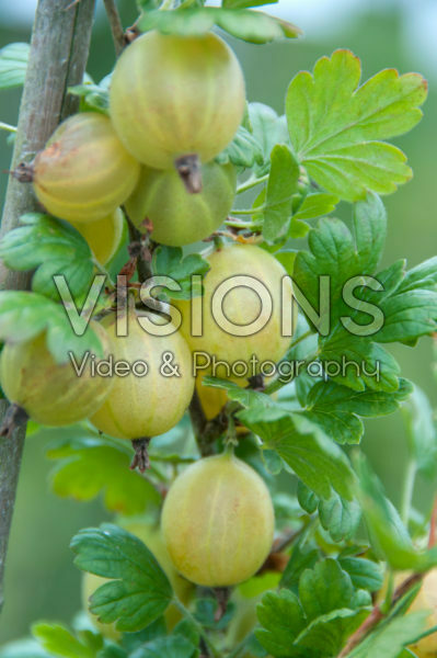 Ribes uva-crispa Hinnonmäki Grön Ribes uva-crispa Hinnonmäki Grön
