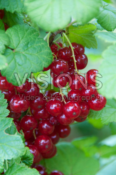Ribes rubrum Hortun Ribes rubrum Hortun