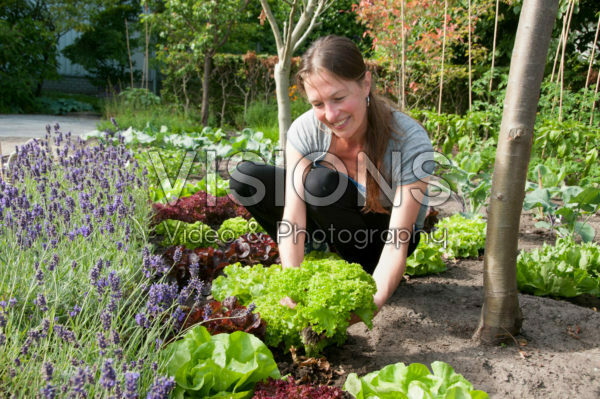 Woman harvesting lettuce