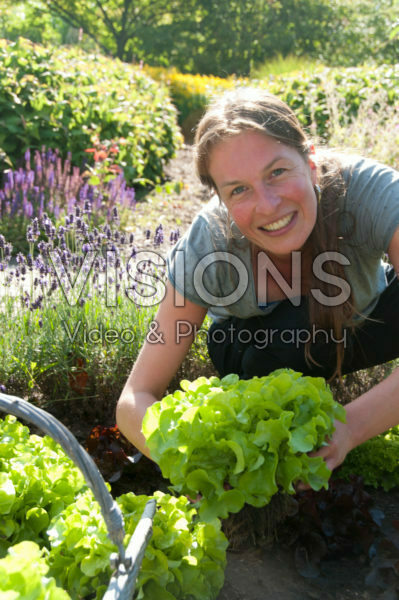 Woman harvesting lettuce