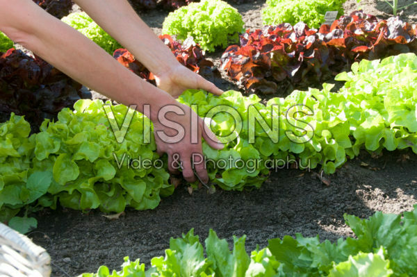 Harvesting lettuce