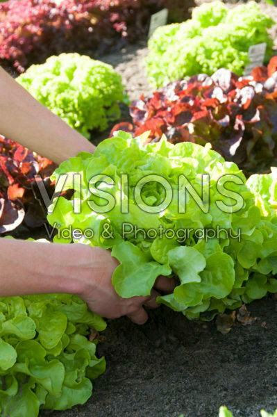 Harvesting lettuce