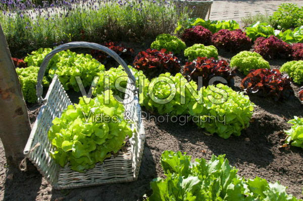 Harvested lettuce Harvested lettuce