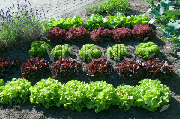 Vegetable garden