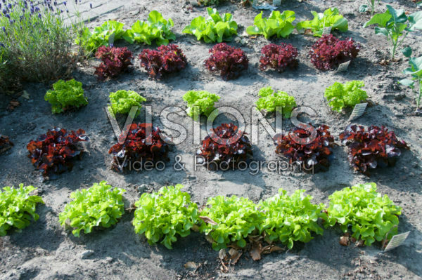 Vegetable garden Vegetable garden