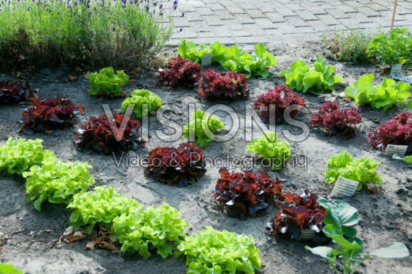 Vegetable garden