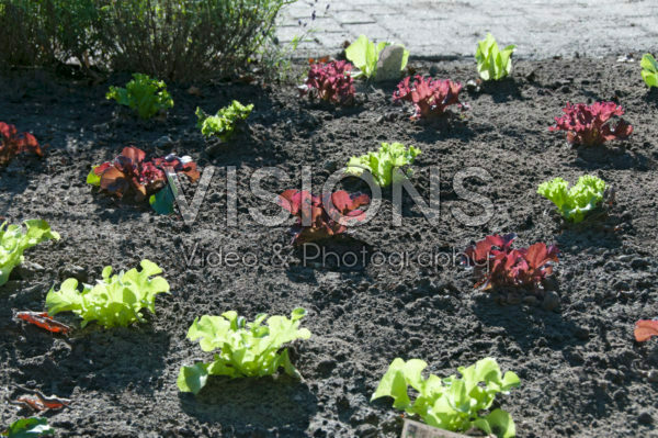 Vegetable garden