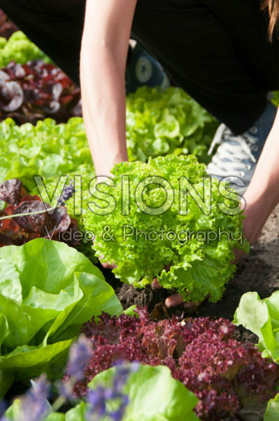 Harvesting lettuce