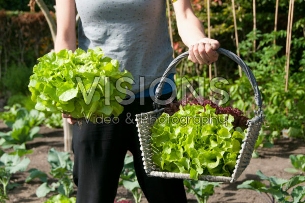 Harvesting lettuce